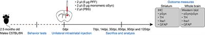 Temporal Evolution of Inflammation and Neurodegeneration With Alpha-Synuclein Propagation in Parkinson's Disease Mouse Model